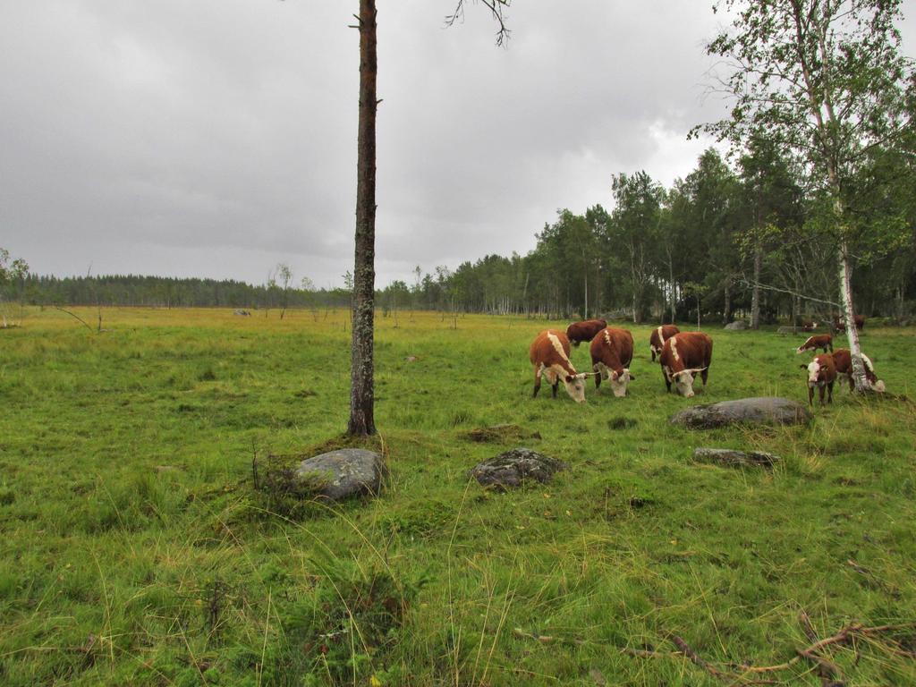 Storsjöträsketin matalakasvuinen vihvilä-, heinä- ja