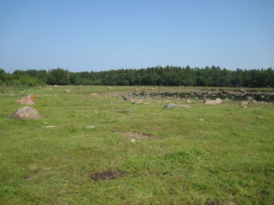 Merenrantaniityt Aiemmin niitettiin ja jälkilaidunnettiin, kivisiä vain laidunnettiin niiton jälkeen Niitto ja laidunnus ovat laajentaneet luontaisia merenrantaniittyjä yläosistaan