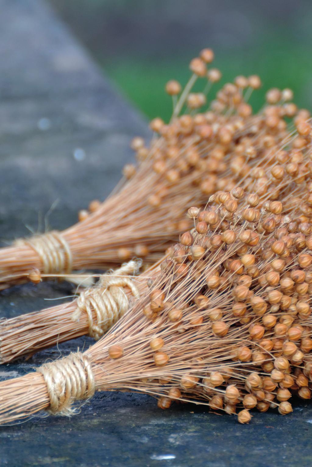 Pellavansiemenet Öljypellavaa viljellään pääasiassa pellavansiemenöljyn valmistukseen, mutta myös kokonaisia sekä rouhittuja siemeniä on markkinoilla.