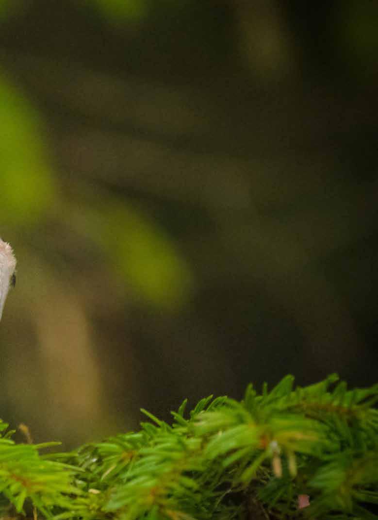 Ennen niin tutut metsien lajit, kuten töyhtötiainen, ovat uhanalaistuneet voimakkaan metsätalouden