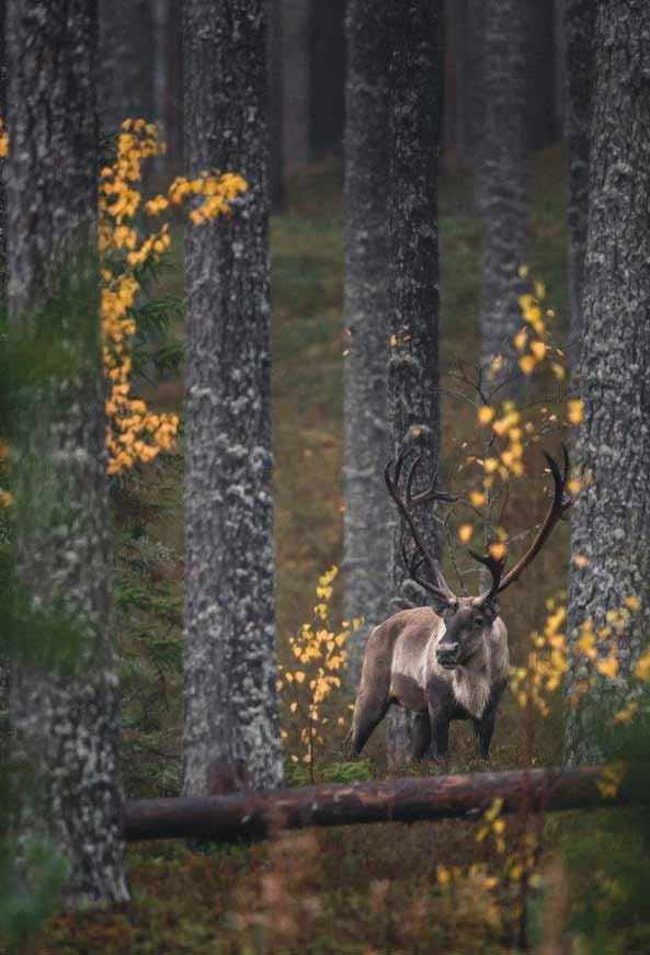 Seurasimme myös metsäpeurojen elämää