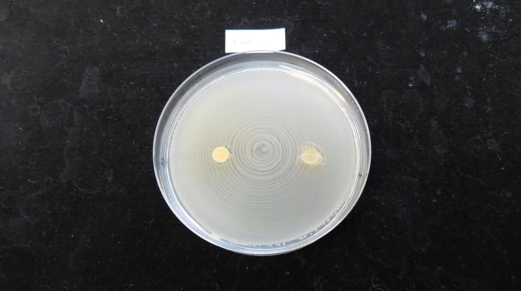 4 Mikrobikasvatusmaljoilla ei havaittu estokehää seuraavilla mikrobeilla: Escherichia coli (Kuva 4) Pseudomonas