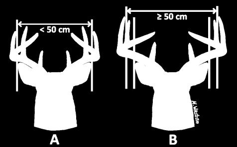 Leveys, cm Ikäryhmien tunnistaminen 3½ -vuotias: Sarvien sisäleveys kapeampi kuin korvien leveys + molempien silmien leveys 4½ -vuotias: Sarvien