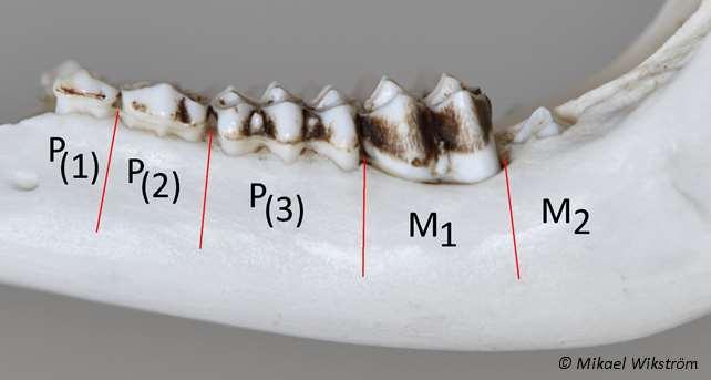 Iän tarkistaminen hampaista Hampaiden vaihtuminen 4 5 hammasta kummallakin puolella alaleukaa.