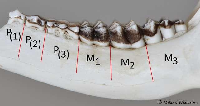 Iän tarkistaminen hampaista Hampaiden vaihtuminen 6 hammasta vähintään 1½vuotias.