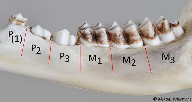 Maitohampaat P (2) ja P (3) ovat juuri pudonneet. Pysyvä P 3 -hammas on kaksiosainen, ei enää kolmiosainen kuten P (3) -maitohammas.
