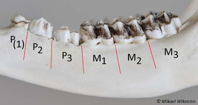 Tällä 1½-vuotiaalla pysyvät P 2 - ja P 3 - hampaat ovat aavistuksen värjäytyneet vaikkakin selvästi molaareita vaaleammat.