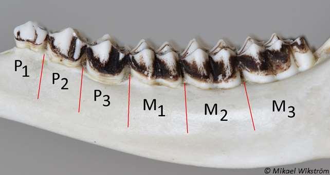 Tällä yksilöllä hampaiden vaihtuminen on edennyt jo niin pitkälle, että sillä on kuusi pysyvää hammasta, jotka kaikki ovat väriltään tummia ja ainakin