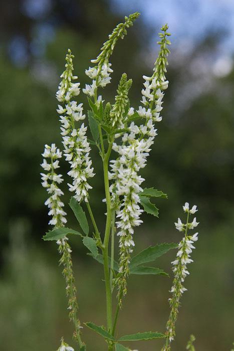 Kerääjäkasvit Valkomesikkä (Melilotus alba) Hyvä mehiläiskasvi, jo nimi viittaa