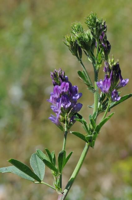 Muita hyviä mehiläiskasveja Sinimailanen (Medicago sativa) Hyvä