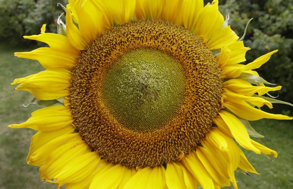 Muita hyviä mehiläiskasveja Auringonkukka (Helianthemum) Mehiläiset keräävät pääasiassa siitepölyä