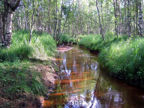 Lyhytkorsinevan ja rahkarämeen