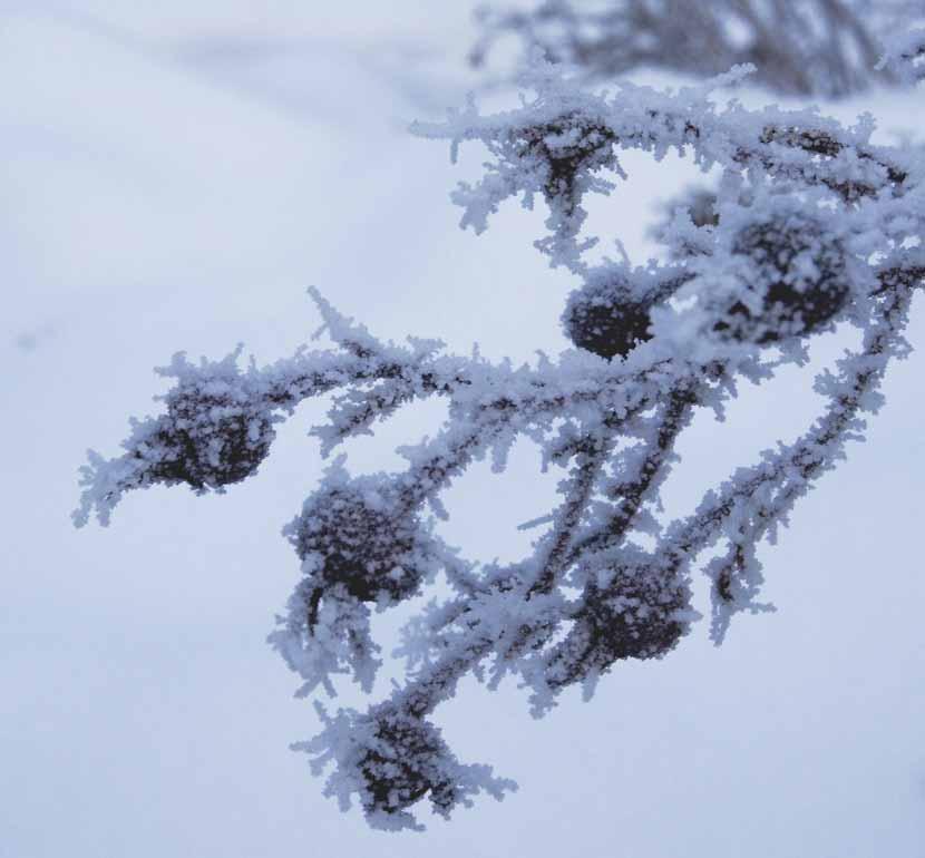 TUNTOSARVI Suomen Kuurosokeat ry:n järjestö- ja jäsenlehti 11 1 2017 2018 Xxxx