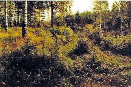{ 11 } Kaiva seuraavaksi pohjamaahan kuoppa, joka on reunoiltaan noin 10 cm suppeampi kuin miltä pintamaa on poistettu.