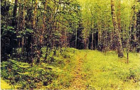 Isohaperoa (kuvassa) esiintyy myös rämeillä ja viinihaperoa myös soistuneilla kankailla.