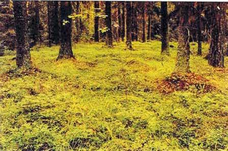 { 13 } Suppilovahvero *** Suppilovahvero on myöhäissyksyn laji.