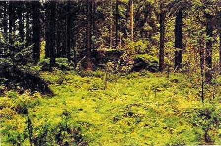 Myös maahan kaatuneiden puiden ympäristö kannattaa tarkistaa huolella.