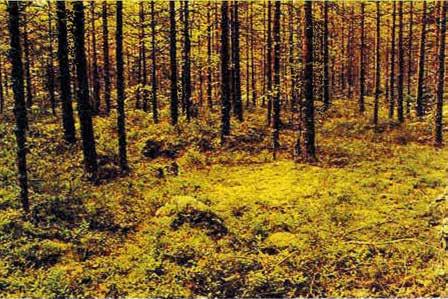 { 15 } Kangasrousku * Kangasrouskua esiintyy heinä-lokakuussa, paras sato saadaan
