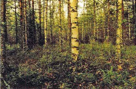Sieni saattaa esiintyä runsaslukuisena myös ojitetuilla rämeillä.