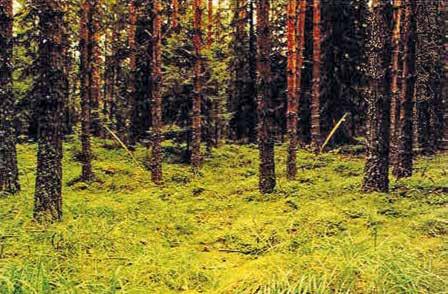 { 16 } Leppärouskut *** (Kuusenleppärousku ja männynleppärousku) Leppärouskuja esiintyy heinä-lokakuussa, paras sato saadaan