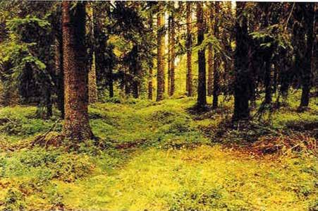 Herkkutatit *** Herkkutatteja esiintyy heinä-syyskuussa, männynherkkutattia löytyy parhaiten elokuun puolenvälin jälkeen,