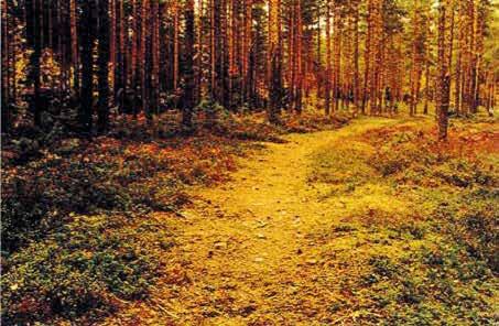 { 18 } Voitatti ** Voitatilla on pitkä satokausi heinäkuusta lokakuuhun, paras satoaika on