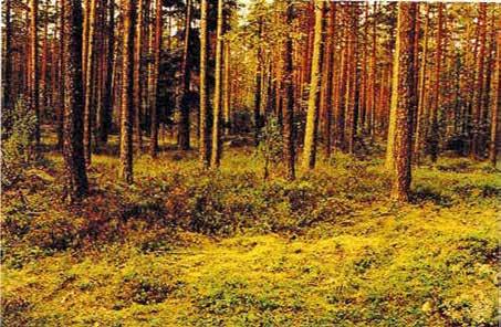 sammaleisissa keski-ikäisissä tai vanhoissa kuusivaltaisissa metsissä.