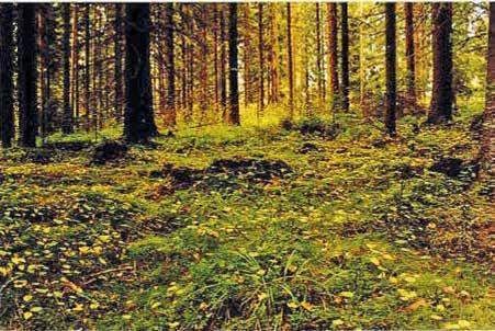 { 20 } Mustavahakas *** Mustavahakasta esiintyy elo-lokakuussa, paras sato saadaan syyskuussa. Mustavahakas on sammaleisten tuoreiden kangasmetsien sieni.