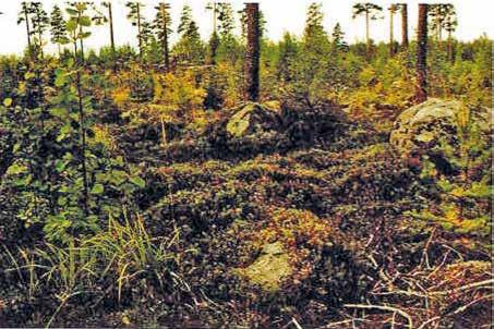 { 7 } Puolukka Puolukka kypsyy elokuun lopulla ja paras poiminta-aika on syyskuu.