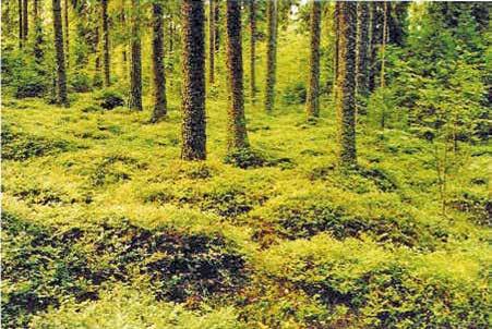 kantojen reunaalueet 3-5 vuotta hakkuiden jälkeen.