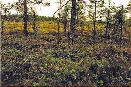 metsäteiden varsilla, sähkölinjojen alla ja peltojen reunoilla. Vadelman marjat syntyvät toisen vuoden versoon.