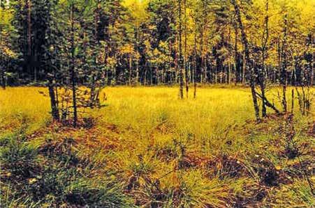 Isokarpalo kasvaa soiden tasapinnoilla; umpeenkasvavien vesien rannoilla myös kaislikon sisällä. Pienempi pikkukarpalo kasvaa rahkamättäillä. Karpalo ei kasva ojitetuilla soilla.