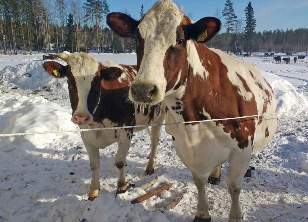 NÄKYMIÄ MAALISKUU 2018 KAINUUN ELY-KESKUS Väliarvio Kainuun alueellisen maaseutusuunnitelman toteutuksesta 2014 2017 TIIVISTELMÄ...2 I ARVIOINNIN TARKOITUS.