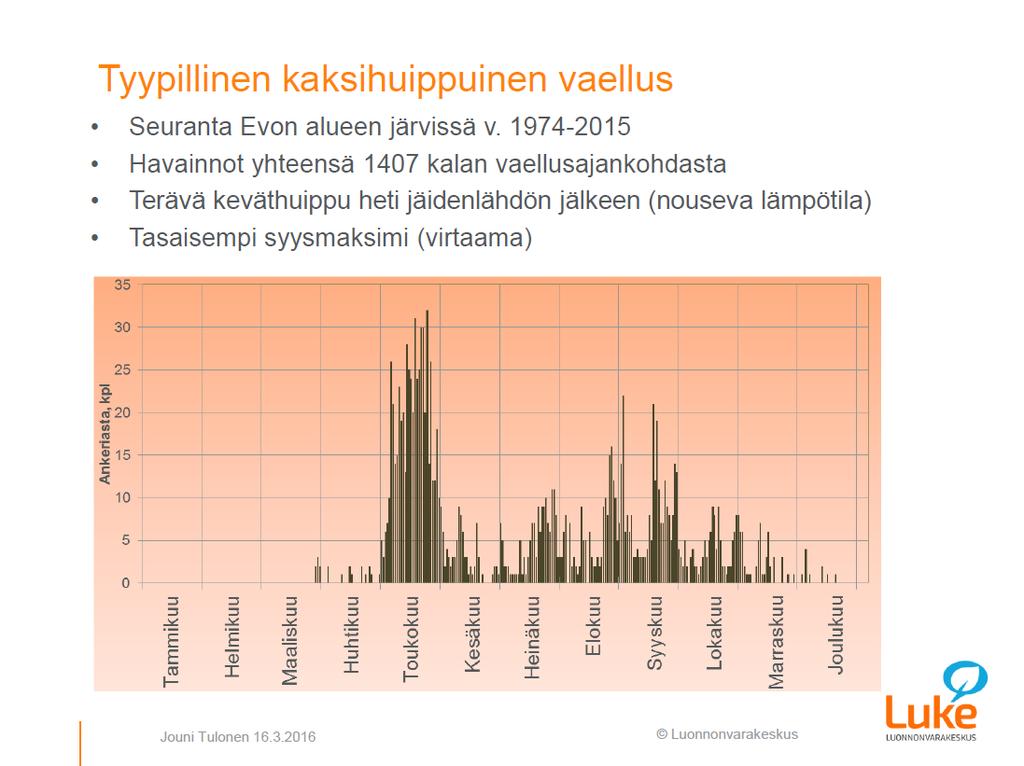 Liite 1. Ankeriaan vaellusajankohta Evon järvissä vuosina 1974 2015 (kuva 1) ja Vääksyssä 2014 2015 (kuva 2) ja Vääksyssä 2014 2017 (kuva 3.). Kuva 1.