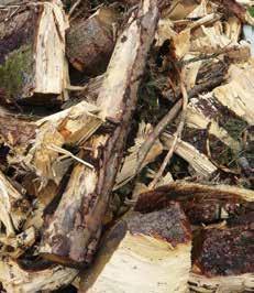 Juurimateriaalia biomassan tuotantoa