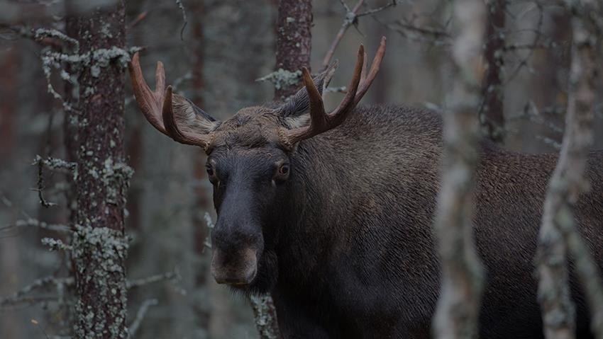 Siinä se seisoo yksinänsä koko komeudessaan. Hirvi tuo suomalaisten metsien sarvipäinen kuningas.