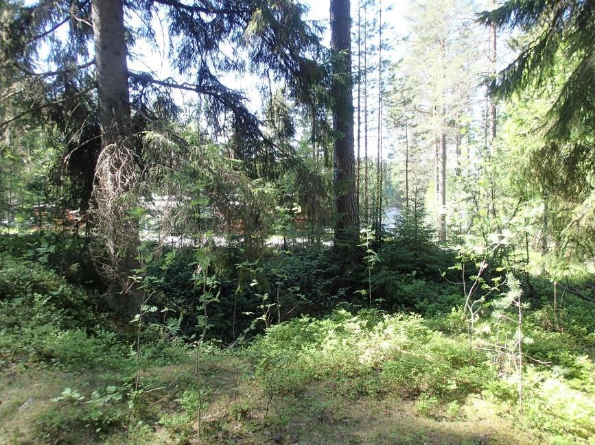 23 Hyvin erottuva korsukuoppa alueen pohjoisosassa.