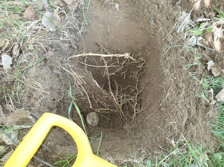 27 Röykkiöön tehty koepisto. Siitä paljastui ainoastaan vaaleanruskeaa multaa sekä harvoja tiilen paloja.