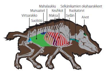 Villisian anatomia Osuma-alue vähän
