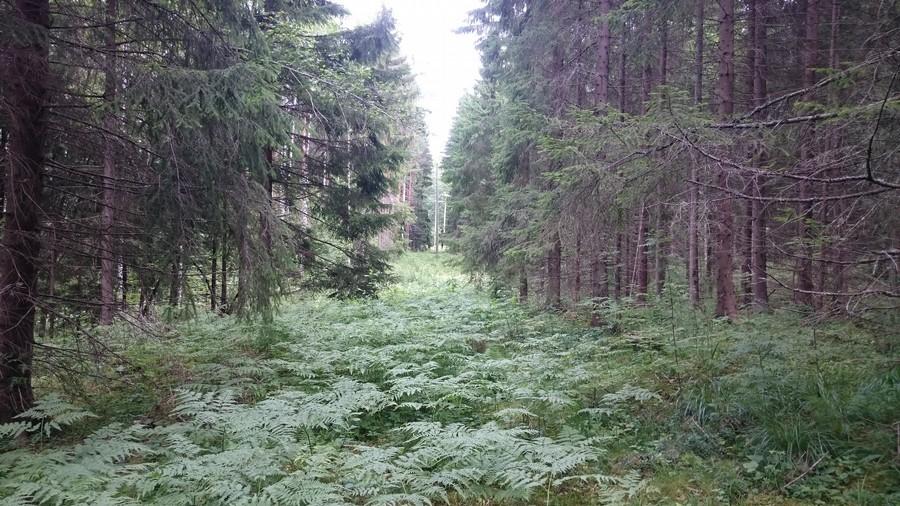 12 Sähkölinjan tuntuma ja sen eteläpuolinen alue on noin 40-vuotiasta