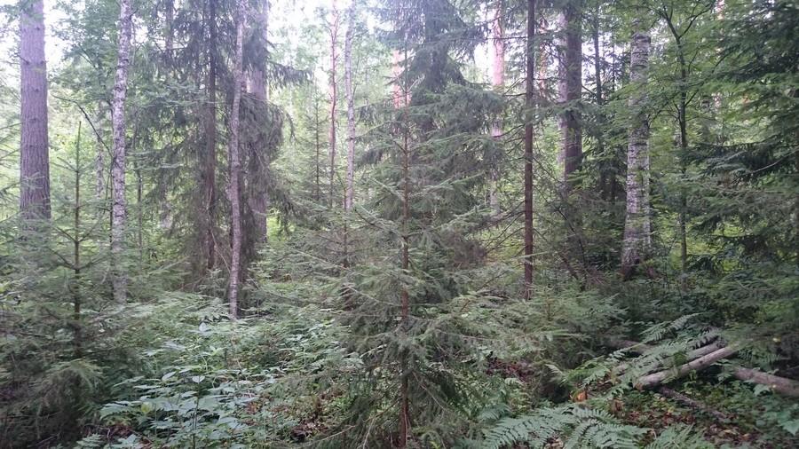 14 Noron pohjoispuolella ja mökkitien eteläpuolella on harvennettua vaihtelevan ikäistä talousmetsää. Kuva 7. Pohjoisosan sekametsää. 5.3.