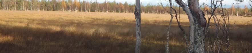 RIEKKOKARTOITUS