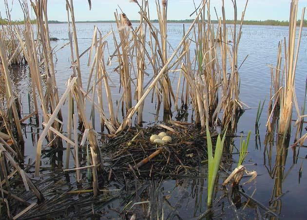 Kalatiiran munapesä sulautuu suojavärin