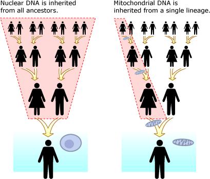 Geenit ja genomi Autosomien DNA periytyy sekä äidin että isän puolelta MtDNA periytyy aina äidiltä Ihmisen genomi Geenit: DNA:han koodatut