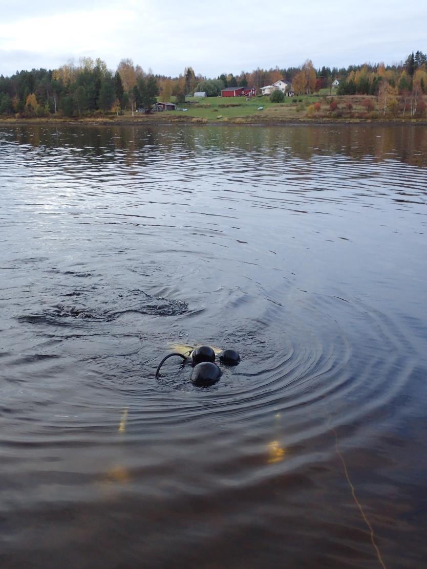 pohjanlaadusta. Simpukoiden hengitysaukot eli sifot olivat näkyvissä, joten lajinmääritys pystyttiin varmistamaan simpukoiden hengitysaukkojen perusteella jo pinnan alla.