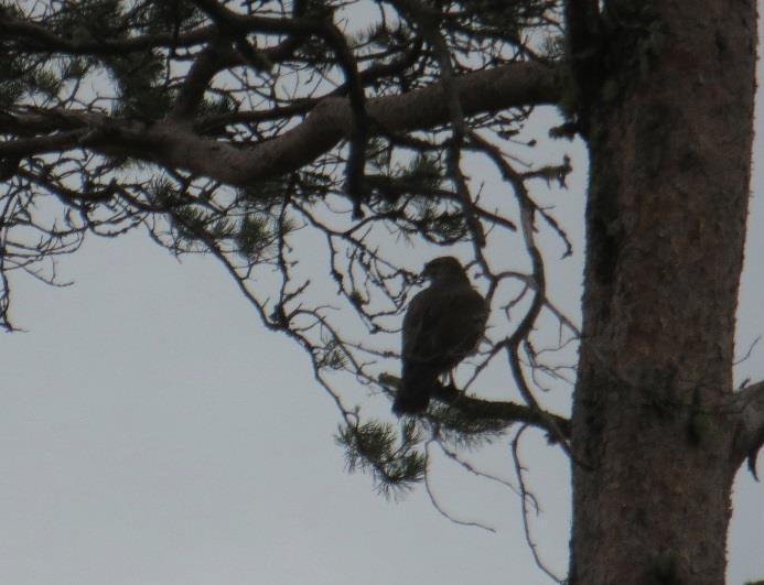 Kuva 11. Kanahaukka 8 Luontoarvot 8.1 Suojelu- ym. alueet Alueella tai sen läheisyydessä ei ole Natura-alueita eikä luonnonsuojeluohjelmien kohteita.