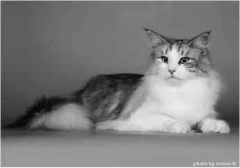 Vuoden paras aikuinen naaras 2009 Tessa GIC FIN*FoxyPaw s Rosy Dawn, JW Synt. 01.12.