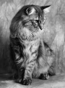 Hattiwatti Supreme Champion Elisa Putti SC FIN*Hilirimpsis Hattiwatti (NFO as 23) Syntynyt 3.5.