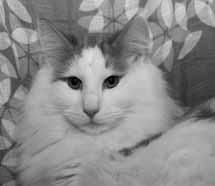 2009 isä: SC Vixen des Iles Lofoten*F n 09 23 emo: SC F*Forest Cat Belle f 09 23 Kasvattaja: Marie-Pierre Francois/ F*Lailoken Omistajat: Veikko Mytty ja Suvi Sippola Super Trouper av Skara Brae*CH
