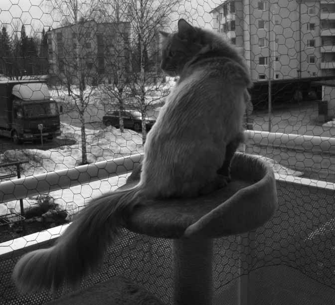 Takkuturkin kesäasu Minna Viljanen Olipa kerran punainen tyttökissa, jota toisinaan myös punasavuksi epäiltiin. Tyttö kasvoi ja samalla tietysti turkkikin sai mittaa.